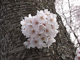 櫻桃,伊豆,粉色