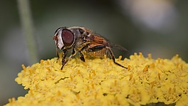 昆蟲,自然,花