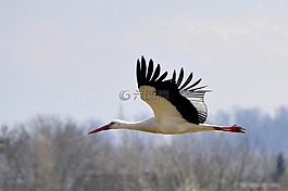 鸛,鳥,鳥類