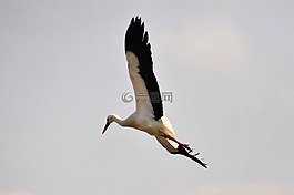 鸛,鳥,鳥類