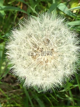 起毛,蒲公英,夏