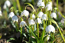 fruehlingsknotenblume,開花,白