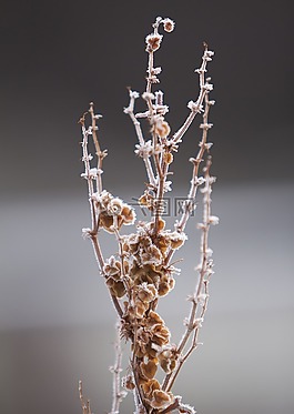 雪,花卉,性質(zhì)
