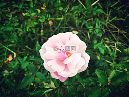 花,孤独,草地