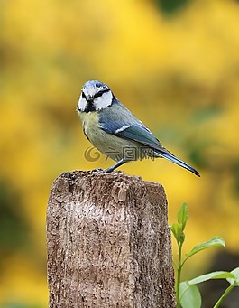 藍(lán)雀,鳥園,鳥