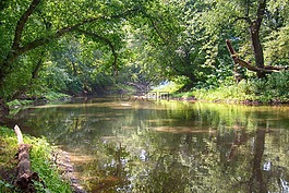 河,树,水