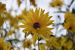 黃色的花,黃色的花瓣,花園