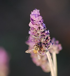 薰衣草,紫色,蜜蜂