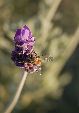 薰衣草,花園,蜜蜂