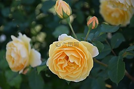 玫瑰,黃色,鮮花