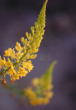 黃色,鮮花,花的
