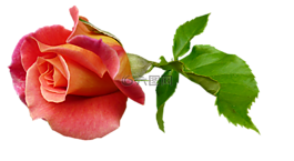 玫瑰,芽,干