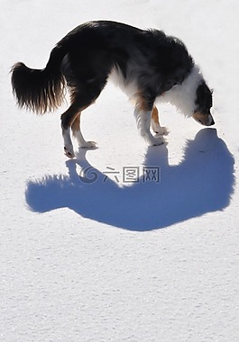 狗,陰影,動物