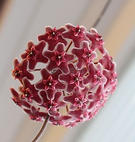 霍亞,瓷花,光