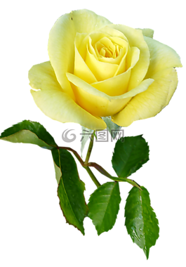 玫瑰,黃色,單干