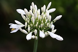 花,ramson,香料