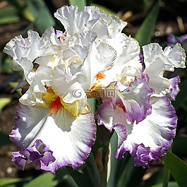 鳶尾花,花,花的