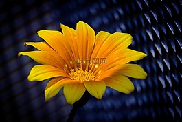 冰廠,花,開花