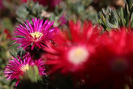 鮮花,性質(zhì),紅色