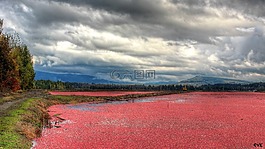 紅色,越橘,字段