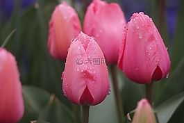 郁金香,石象湖,成都
