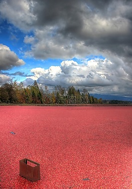 越橘,原野,農場