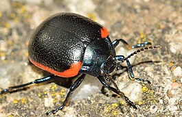 昆蟲,甲蟲,chrysolina 俄鋼琴