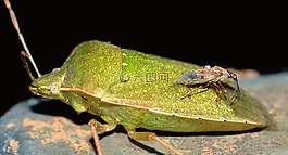 昆蟲,半翅目,bug