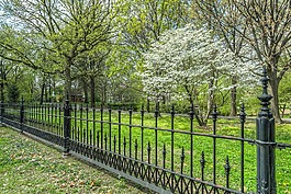 公園,樹,開花