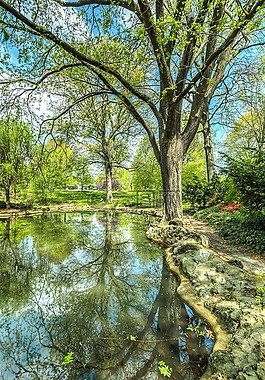 樹,公園,池