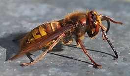 大黃蜂,昆蟲,黃蜂蜂