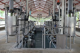 擠奶,安裝擠奶,牛奶