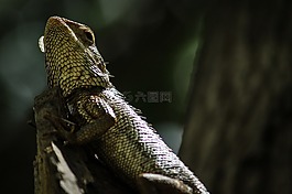 自然,動物,變色龍