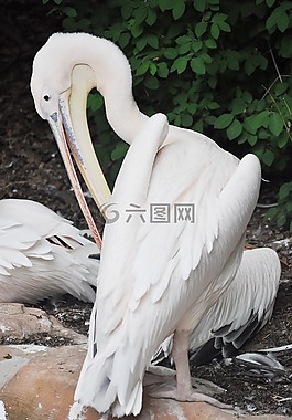 性質(zhì),鳥,春天