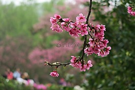 花,大自然,樹