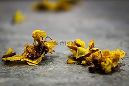 花瓣,蔓延,照片