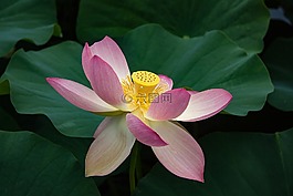 睡蓮,蓮花,開花
