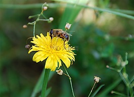 蜜蜂,花卉,黃色