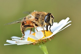 蜜蜂,昆蟲,動物