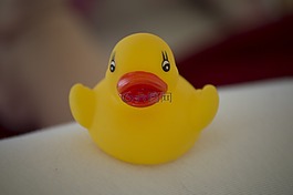 鴨,游泳,濕