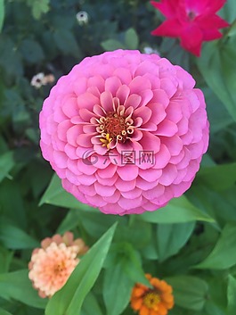 粉紅色,花,百日草