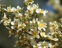 鮮花,西方,cliffrose