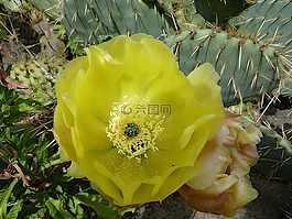 仙人掌,綠色,植物學(xué)