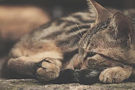 貓,睡眠,寵物