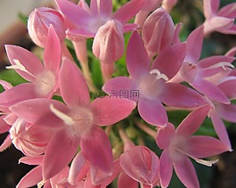 鮮花,粉紅色,penstamon