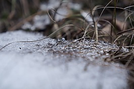 雪,宏,草