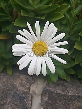 白,花,雛菊