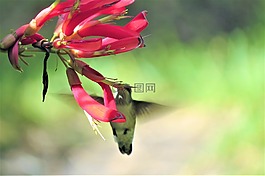 鮮花,紅色,花園