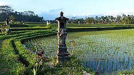 水,自然,農(nóng)業(yè)