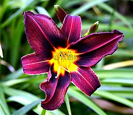 萱草,开花,黄花菜